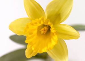 daffodil